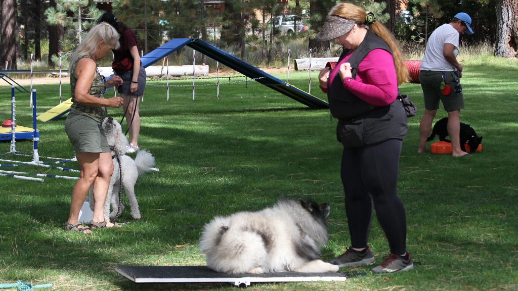 A group of dog owners attends an outdoor training session. At one station, a woman in a pink shirt and cap directs her fluffy gray dog to stay on a platform. Nearby, someone else practices commands with a poodle. Instructors known for their expertise oversee the activities, with agility equipment set up behind them.