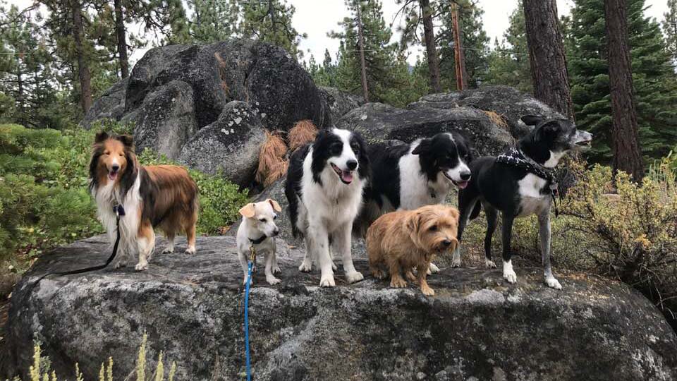 Six dogs of different breeds and sizes stand on a large rock in a forest near Lake Tahoe. The background shows trees, rocks, and lush greenery, indicating an ideal spot for outdoor activities with pets. The dogs look happy and engaged with their surroundings.