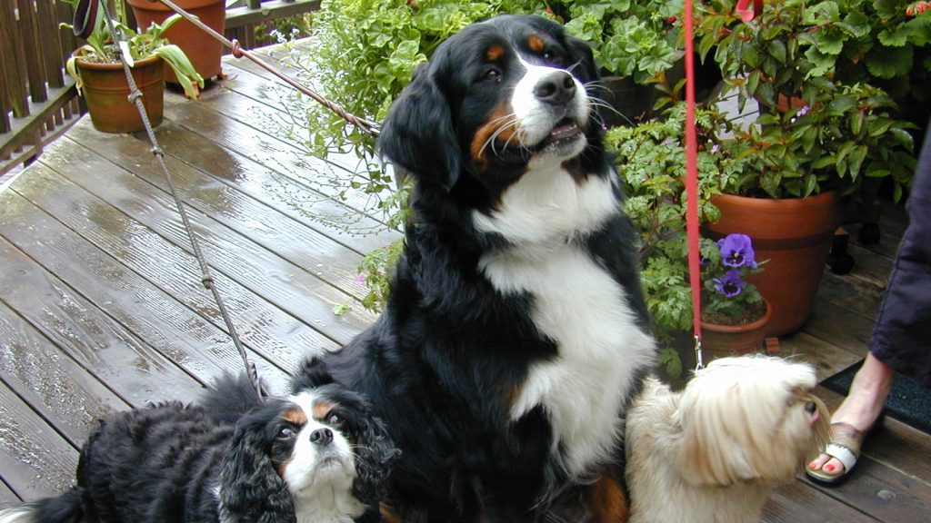 Three dogs rest on a wooden deck at the Stanford Inn, framed by potted plants. From left to right, a small black and white dog sits alertly; next to it, a large tricolor dog gazes upward; on the far right, a small cream-colored dog sits with its face partially hidden. A leg of someone standing nearby is visible at the edge of the scene.