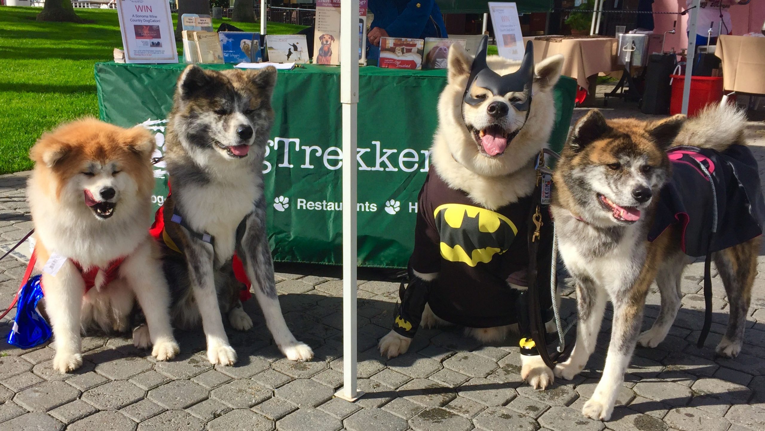 Four Akitas in superhero costumes sit on a paved area outdoors. Behind them, a green banner with white text and paw prints adds visual interest. Nearby tables display items, and a grassy area completes the scene for this summer event ideal for dog owners.