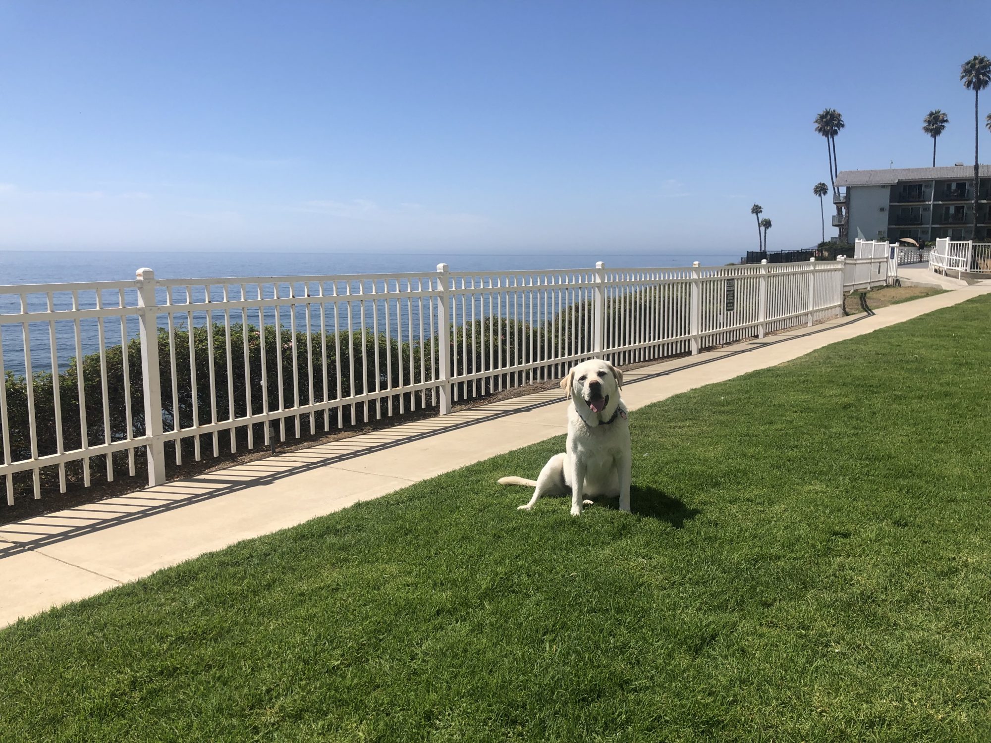 Maya on the lawn at Pismo Lighthouse Suites. Photo by Dave Kendrick.