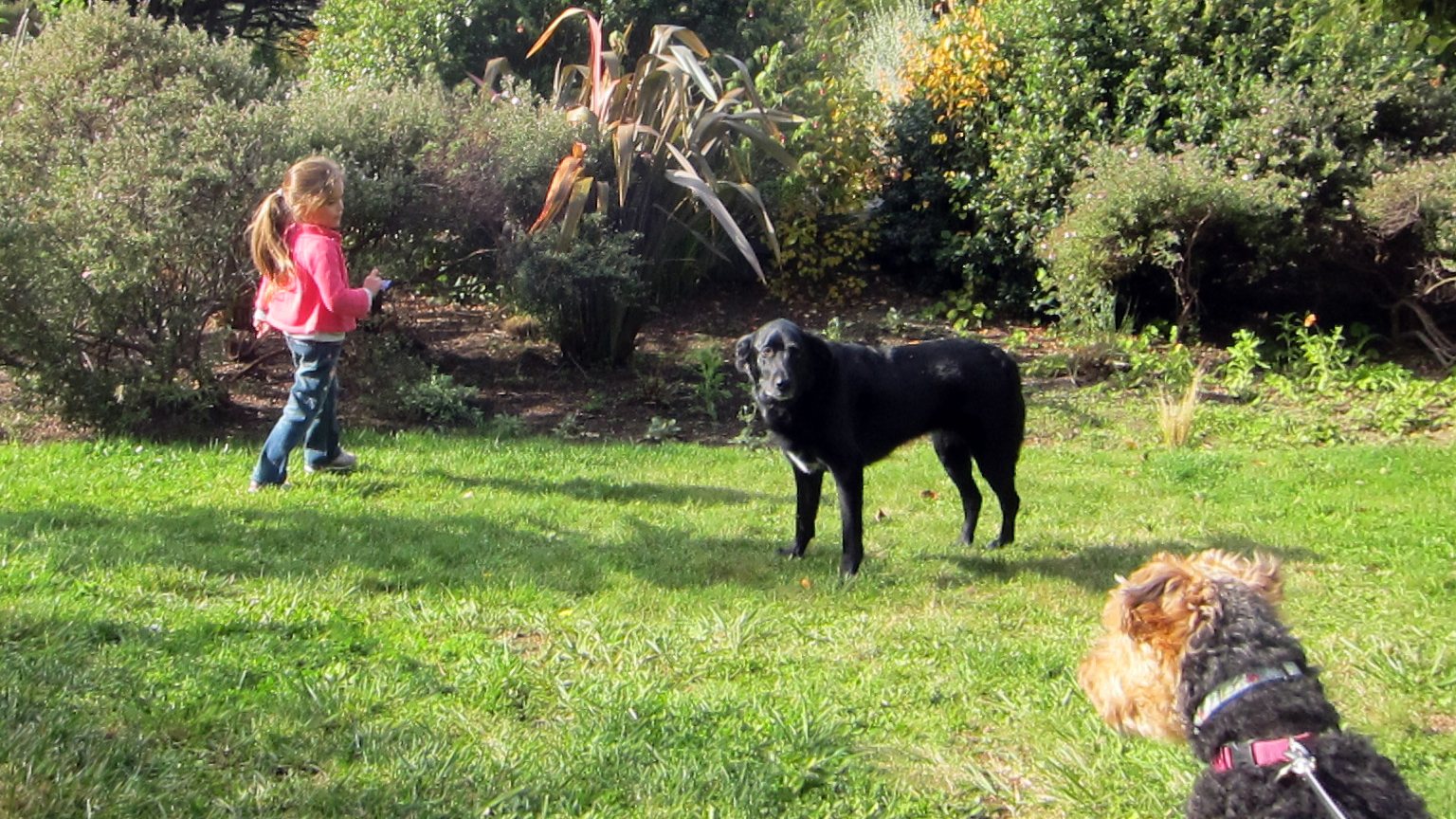 A young girl in a pink jacket and jeans stands in a garden, surrounded by lush green grass and bushes. A black dog is positioned in the center of the garden, looking forward. In the foreground, partially visible, is another dog with brown and black fur wearing a pink collar.