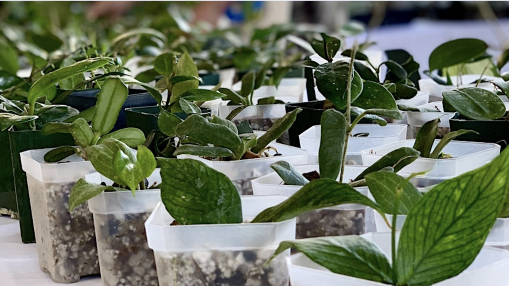 Close-up of small green plants in clear soil-filled pots, neatly lined up on a table. The broad-leaved plants suggest an indoor nursery or plant market location, possibly in Long Beach.