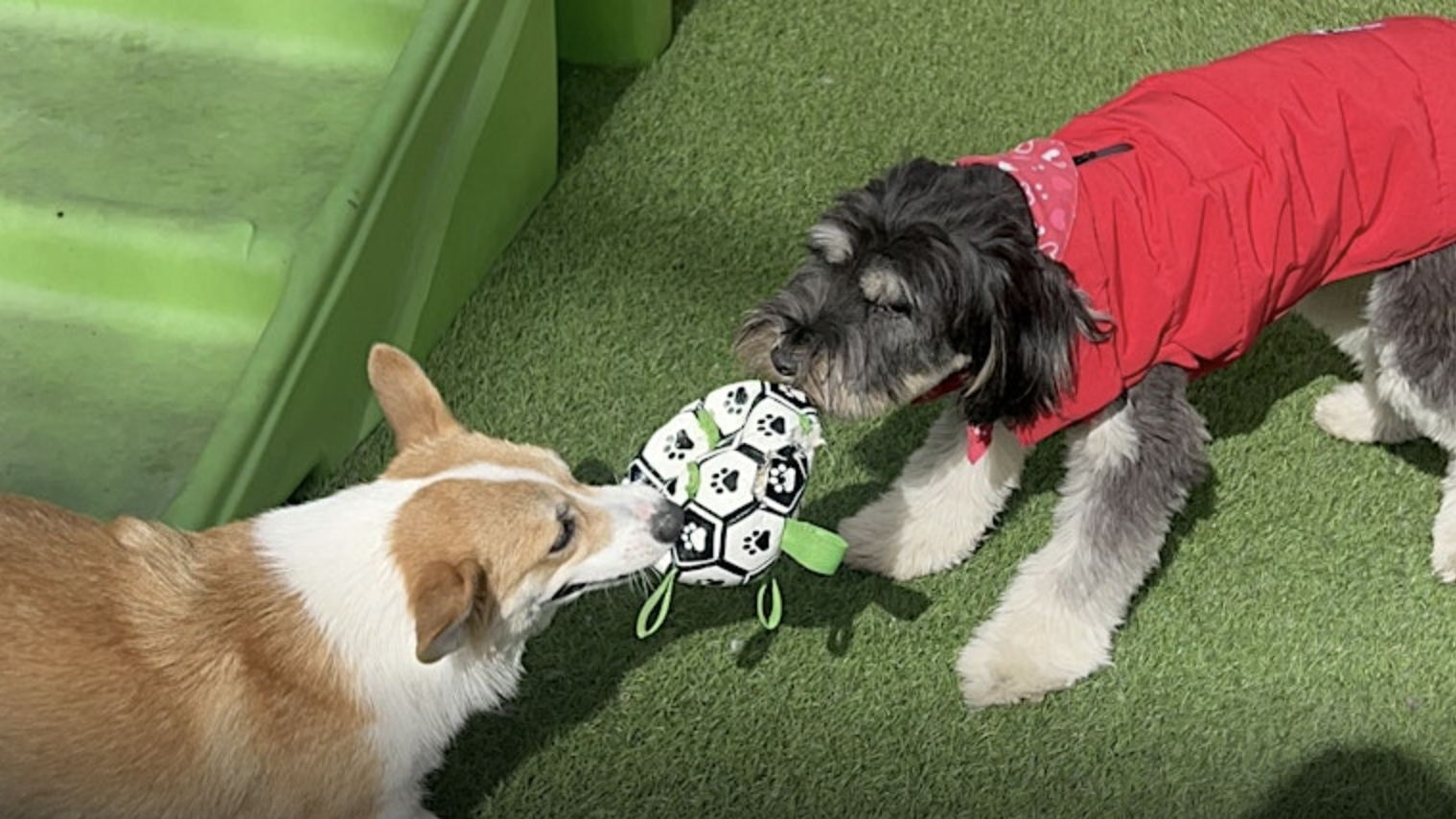 Two dogs are engaged in a game of tug-of-war with a soccer-ball-shaped toy. A Corgi pulls on one end, while the other dog, dressed in a red jacket, tugs on the opposite side. They play in a grassy area with a plastic slide visible behind them.