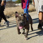 A dog with a blue leash walks on a dirt trail alongside three people. The dog's mouth is open and its tongue hangs out. Dry grass borders the trail, and trees stand in the background. The group wears casual outdoor clothes and sneakers, geared up for their Walk 2024 adventure.