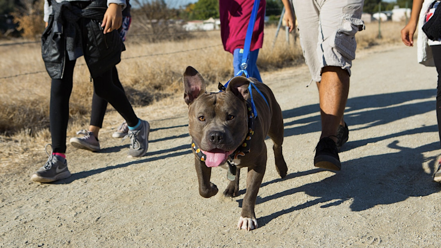 A dog with a blue leash walks on a dirt trail alongside three people. The dog's mouth is open and its tongue hangs out. Dry grass borders the trail, and trees stand in the background. The group wears casual outdoor clothes and sneakers, geared up for their Walk 2024 adventure.