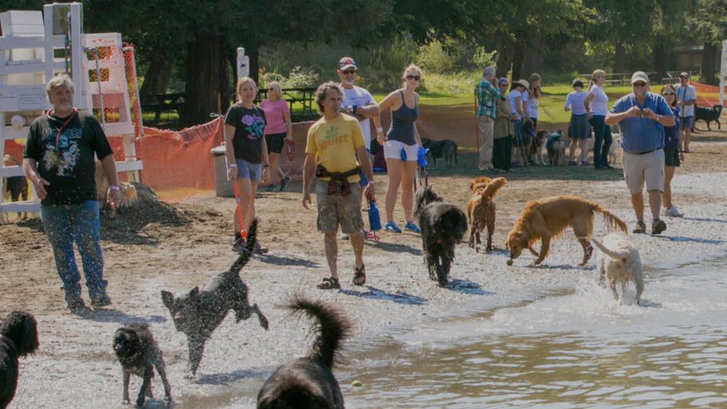 At Spring Lake beach, a group of people and their dogs make the most of a bright, sunny day. Some dogs splash in the water while others sprint across the sand, barking with excitement. In the background, trees dot the landscape beside a fenced area. The people are dressed in summer clothes and watch over their pets attentively.