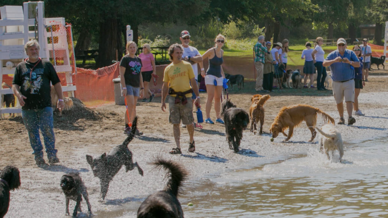 A vibrant dog park bathed in sunlight features abundant greenery with mature trees, offering ample shade for leisurely outdoor activities. In the distance is a well-equipped playground that presents an additional activity area. An inviting picnic table spreads out nearby, ideal for enjoying meals al fresco or taking relaxing breaks from play. A neatly-placed trash bin aids in maintaining the park's cleanliness for everyone's enjoyment. Dominating the scene is a generously wide dirt path gracefully curving through the expanse of grass, promising exploratory walks and lively fetch games.
