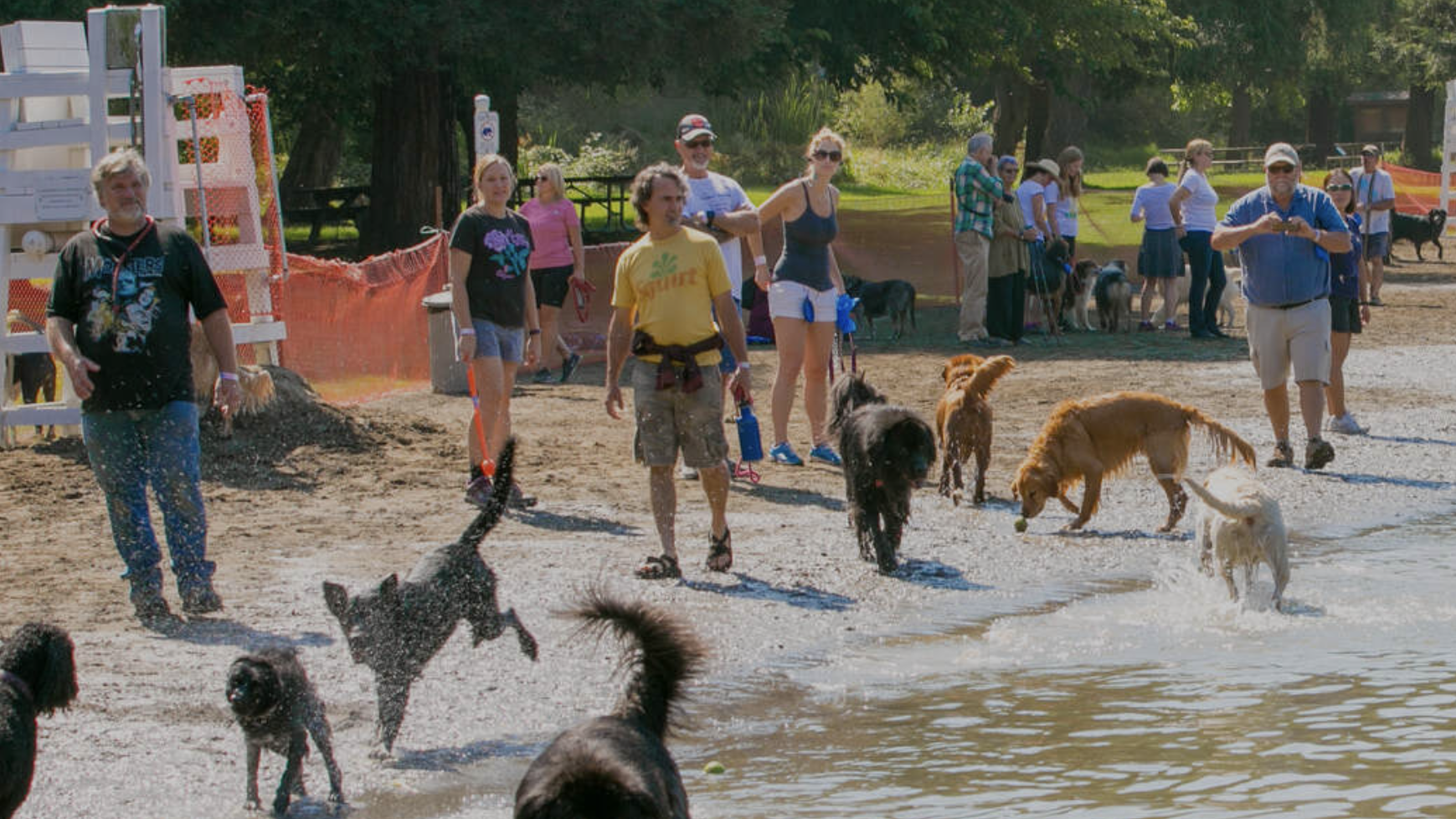 At Spring Lake beach, a group of people and their dogs make the most of a bright, sunny day. Some dogs splash in the water while others sprint across the sand, barking with excitement. In the background, trees dot the landscape beside a fenced area. The people are dressed in summer clothes and watch over their pets attentively.