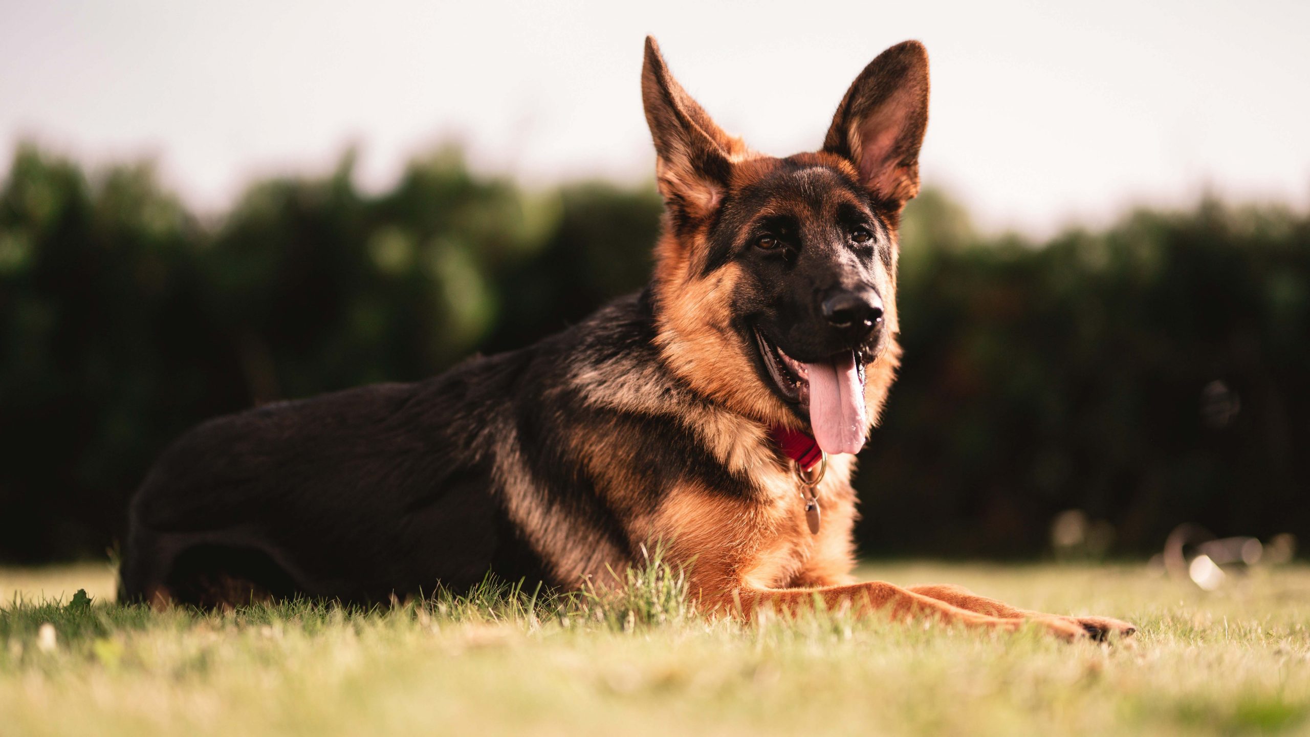 A German Shepherd with a black and brown coat rests on green grass, its mouth open and tongue hanging out. The dog wears a red collar with a tag from Wags to Riches. Blurred greenery in the background hints at an outdoor environment, gently lit by sunlight.