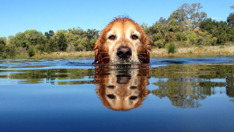 Sammy swimming in the American River. Photo by Jane Chapa. 2015 Go California judges’ winner.