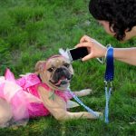 A beige bulldog, outfitted in a pink tutu and headband, rests on the grass at Bark in the Park. Nearby, someone in a yellow and white striped shirt bends down with a phone to take a photo. The person also holds blue leashes connected to the dog's harness.