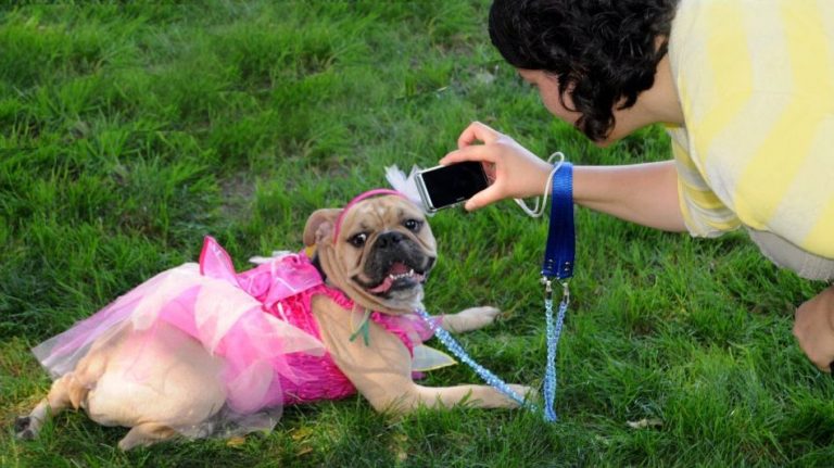 A beige bulldog, outfitted in a pink tutu and headband, rests on the grass at Bark in the Park. Nearby, someone in a yellow and white striped shirt bends down with a phone to take a photo. The person also holds blue leashes connected to the dog's harness.