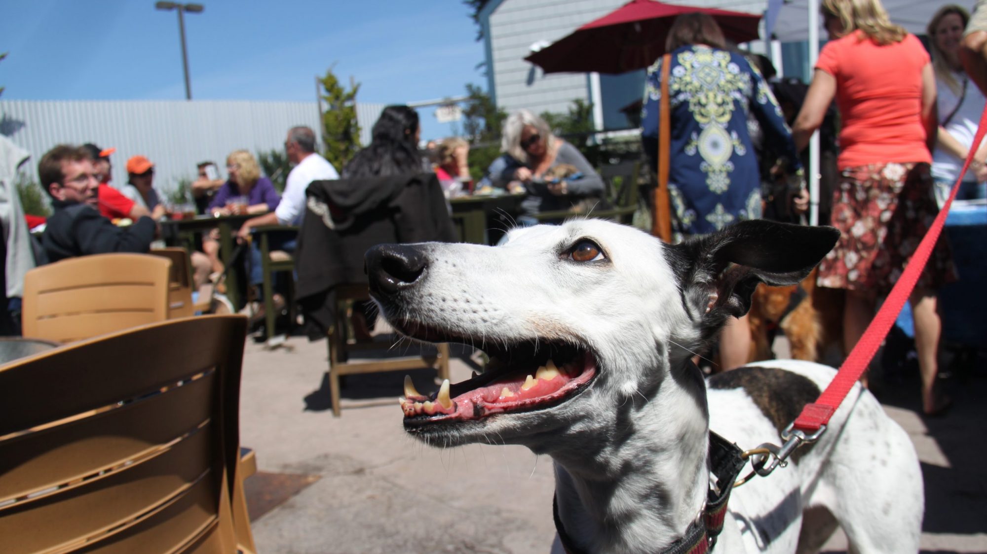 A white and black dog on a red leash sits at an outdoor café. It looks up, mouth open and teeth visible. People sit at tables around the dog, enjoying their meals. The surroundings include buildings, umbrellas, and a clear blue sky.