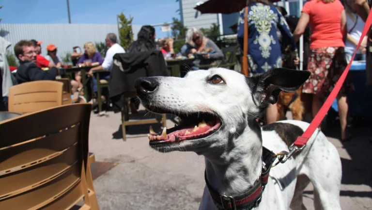 Dogs are welcome at Half Moon Bay Brewing Company. Picture by Dave Kendrick.