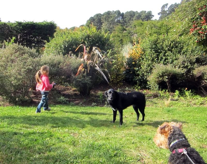 A young girl in a pink jacket walks across a grassy lawn towards some bushes. A black dog stands nearby, while another dog with curly brown and black fur lies in the grass in the foreground. The eco-friendly Stanford Inn provides a pet-welcome environment, surrounded by tall trees and lush greenery.