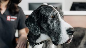 A close-up image captures a black and white speckled Great Dane, outfitted with a collar and leash. In the background, a person wearing a dark veterinary uniform with a red and white logo is partially visible. The setting is an emergency veterinary clinic.