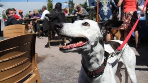 A black and white dog on a leash stands outdoors, its mouth open in a relaxed manner. It looks up, surrounded by people sitting at tables in a sunny patio area. The setting is lively, with the ambiance suggesting proximity to the sea, much like spots around the San Francisco Peninsula.