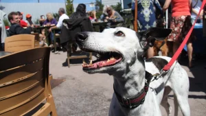 Dog-friendly patio at Half Moon Bay Brewing.