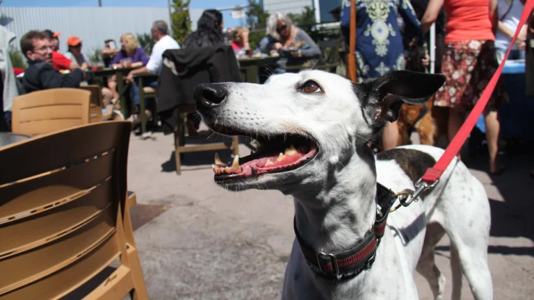 Dog-friendly patio at Half Moon Bay Brewing.