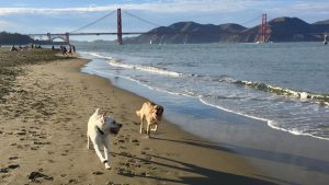 Two dogs run along a sandy beach with gentle waves lapping at the shore. The fall sun shines overhead. The Golden Gate Bridge spans the background, framed by San Francisco's mountains and a clear blue sky. People stroll in the distance.