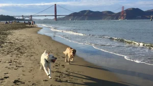 Maya and Buddy at Crissy Field.