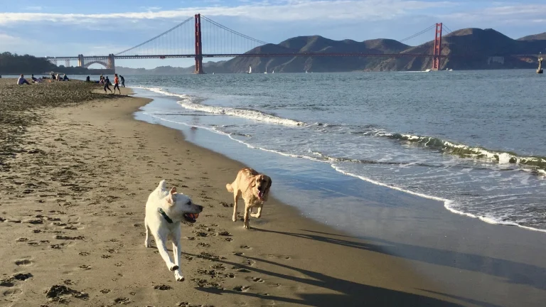 Maya and Buddy at Crissy Field.