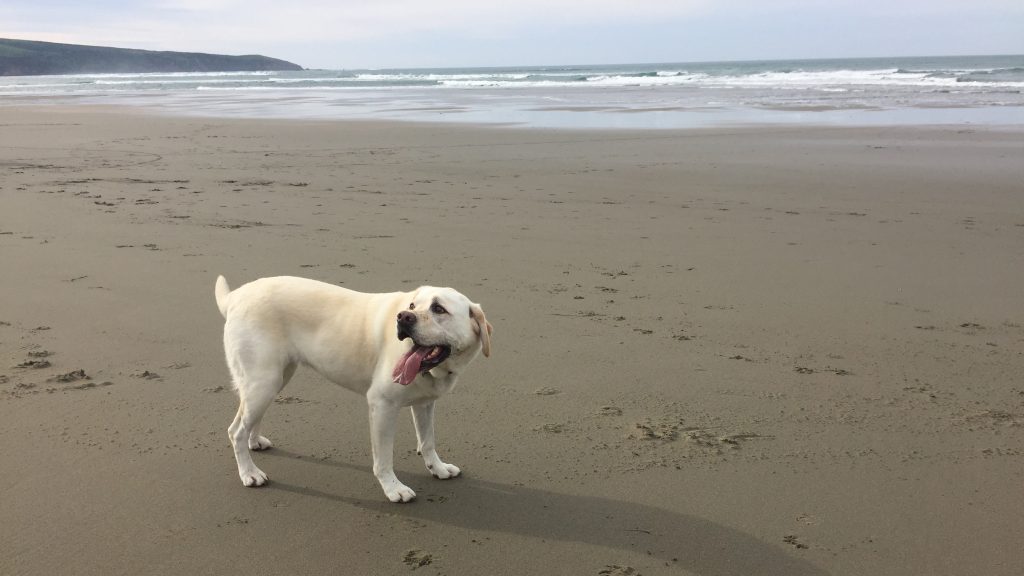 A yellow Labrador Retriever stands on the sandy stretch of Dillon Beach. Its mouth is open, and its tongue hangs out, showing contentment. The ocean waves roll softly in the background. The shoreline extends toward a distant cliff on the left. An overcast sky completes the peaceful scene.