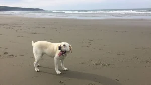 Maya at Dillon Beach.
