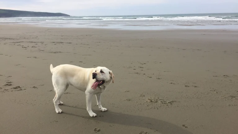 Maya at Dillon Beach.