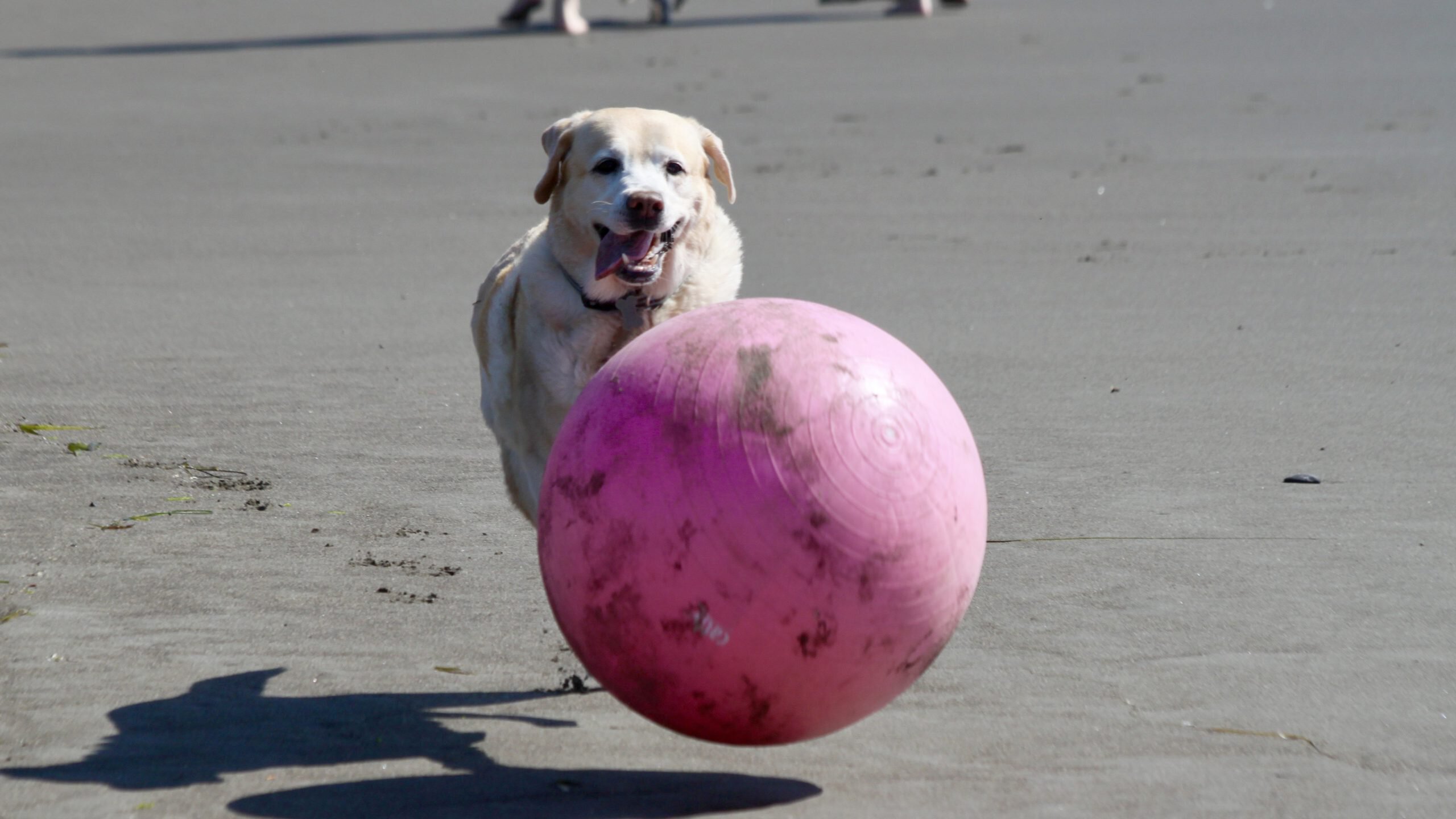 A Labrador retriever runs on Muir Beach, its tongue out, chasing a large pink exercise ball ahead. The sun creates shadows on the sand while other beachgoers appear in the background.