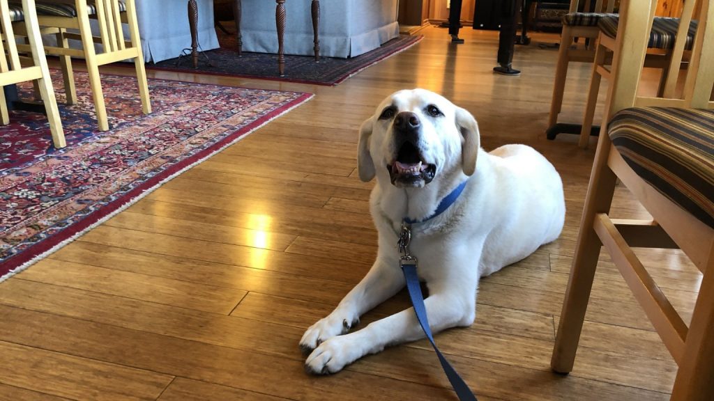 A light yellow-coated Labrador Retriever lies on a wooden floor in a cozy room at the eco-friendly Stanford Inn. The dog wears a blue collar and leash, looking up with its mouth slightly open. The room features several chairs and a patterned rug.