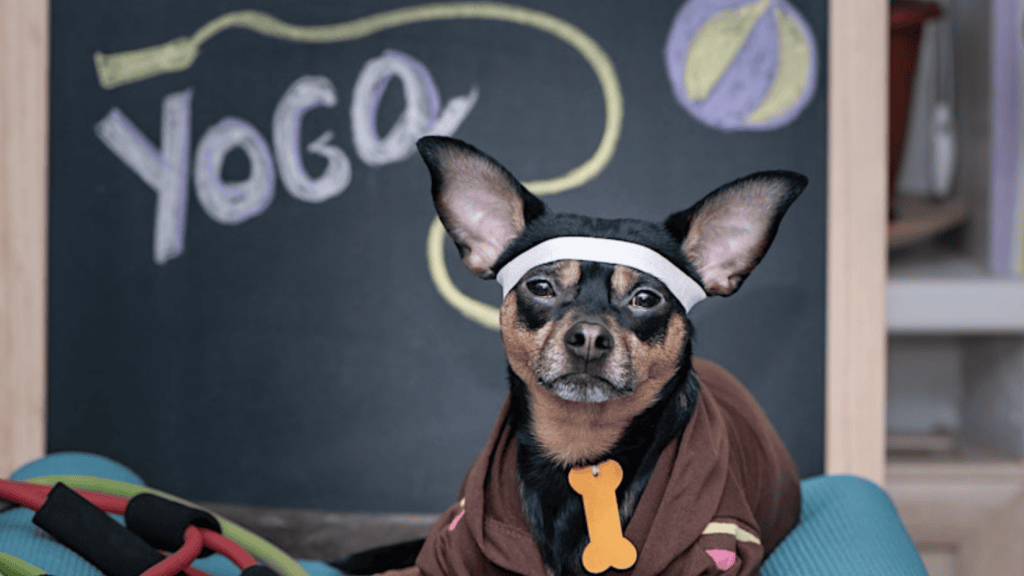 A small black and brown dog with large, upright ears sits calmly on a yoga mat. The dog sports a headband along with a brown outfit that has a yellow dog bone tag. Behind the dog, there's a chalkboard displaying the word "YOGA" alongside various fitness equipment and sketches of canine yoga poses.