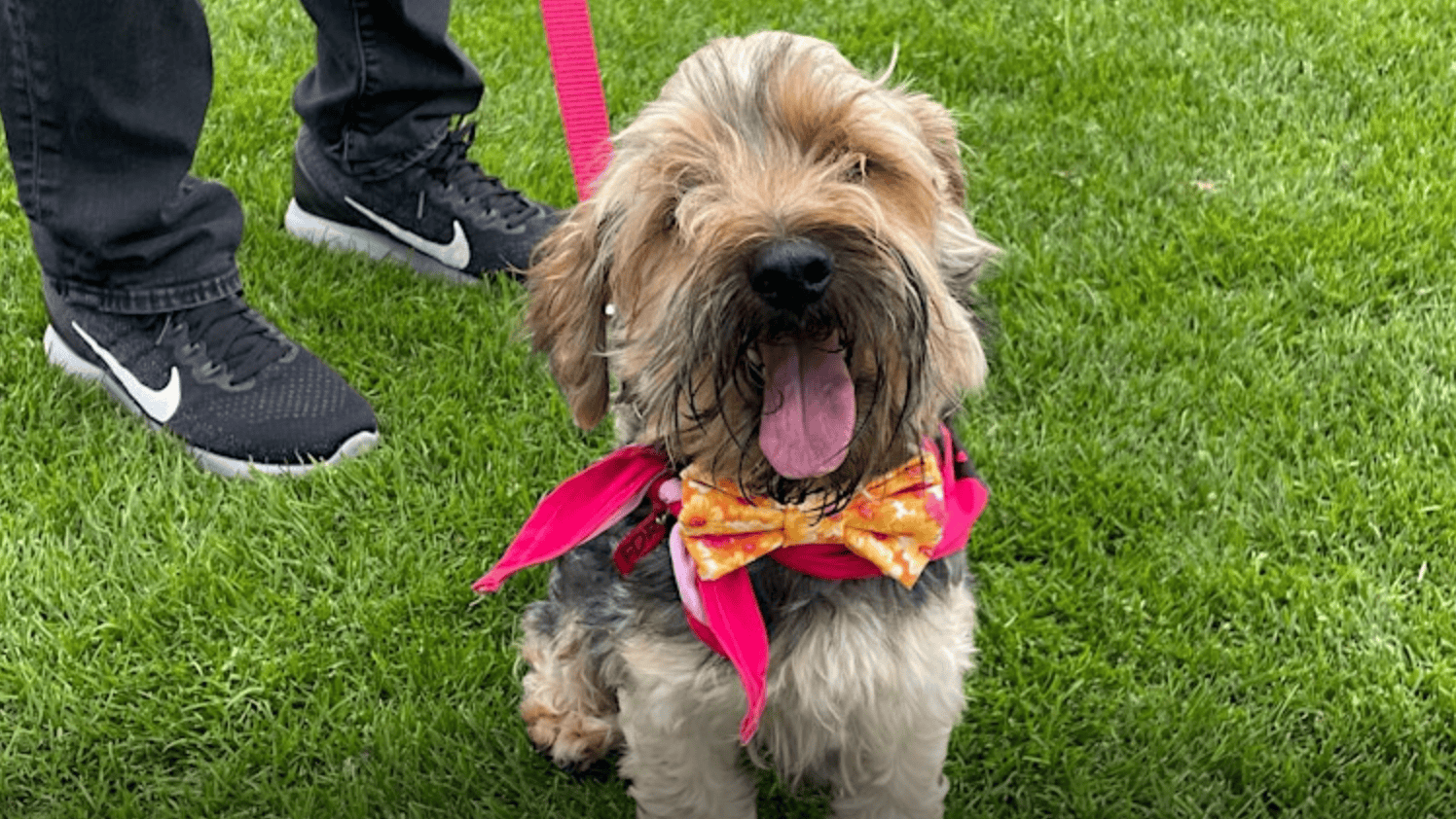 A small dog with long, shaggy fur sits on green grass, wearing a colorful bandana and bow tie. The dog's tongue sticks out, expressing happiness. Nearby, a person in dark jeans and black Nike sneakers holds the dog's leash at the Family Dog Rescue fundraising event.