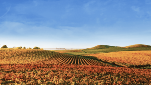 Near Vacaville, rolling hills stretch out, covered with rows of neatly planted vines. The leaves on the vines change from green to shades of orange and gold, showing that autumn is here. Above, the sky is a clear and vibrant blue, with no clouds in sight.