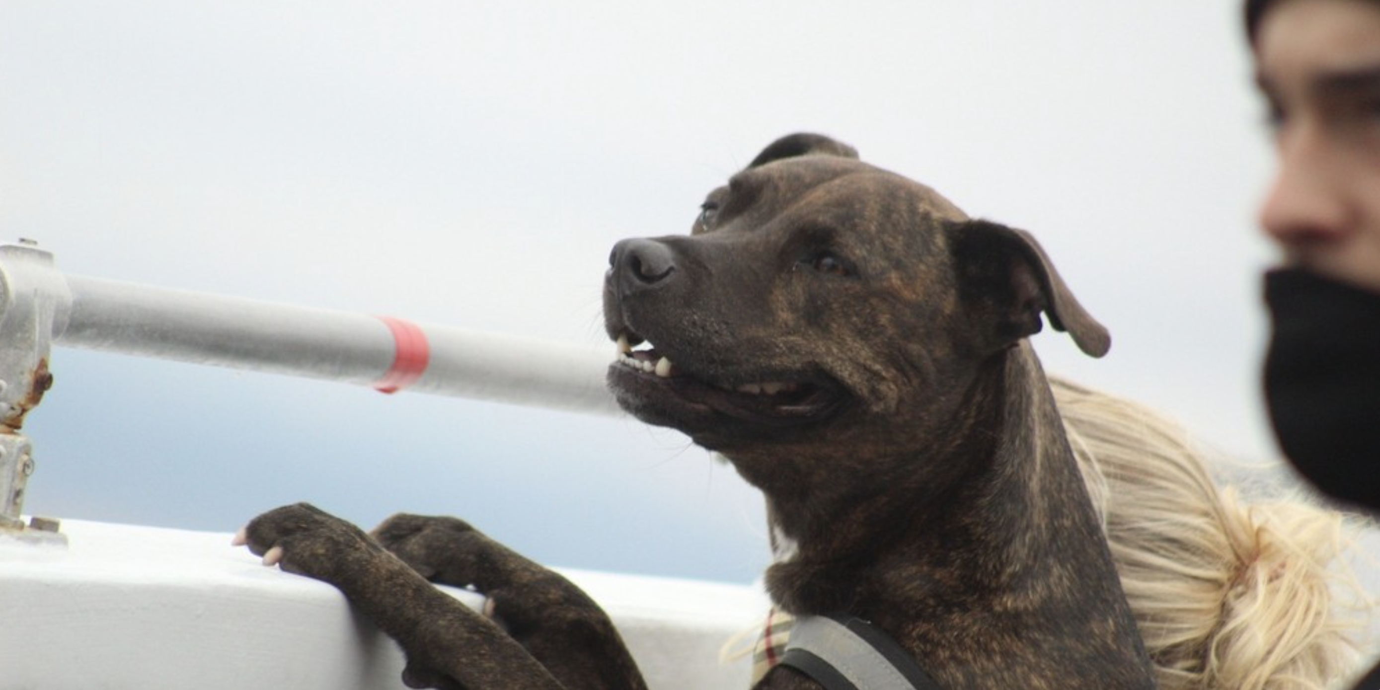 A brown and black brindle dog stands on its hind legs, peering over a boat railing with its mouth open. Next to the dog is a person with blonde hair wearing a black face mask. The scene takes place during Max's Helping Paws Fundraiser, against a backdrop of cloudy skies and calm waters.