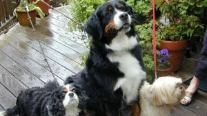 The Stanford Inn: Eco-minded, perfect for pups