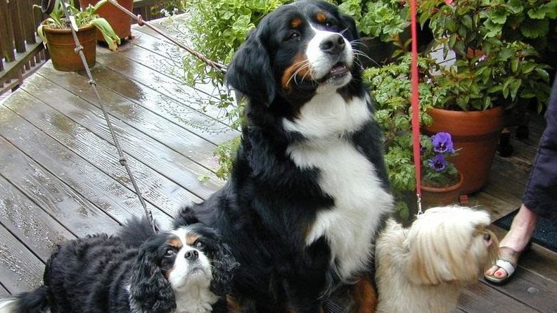 Three dogs sit on a wet wooden deck near potted plants at the pet-friendly Stanford Inn. From left to right, there is a small black and white dog, a larger tricolored dog with black, white, and brown fur, and another small white dog. A person's feet are visible in the top right corner of the scene.