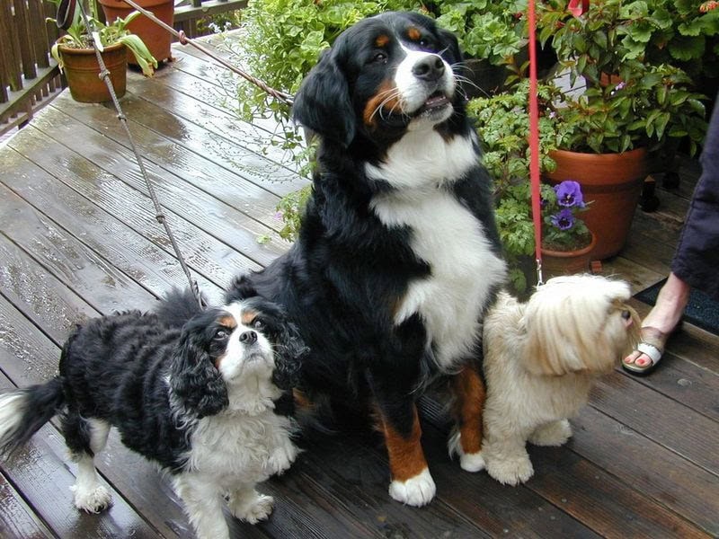 Three dogs sit on a wet wooden deck near potted plants at the pet-friendly Stanford Inn. From left to right, there is a small black and white dog, a larger tricolored dog with black, white, and brown fur, and another small white dog. A person's feet are visible in the top right corner of the scene.