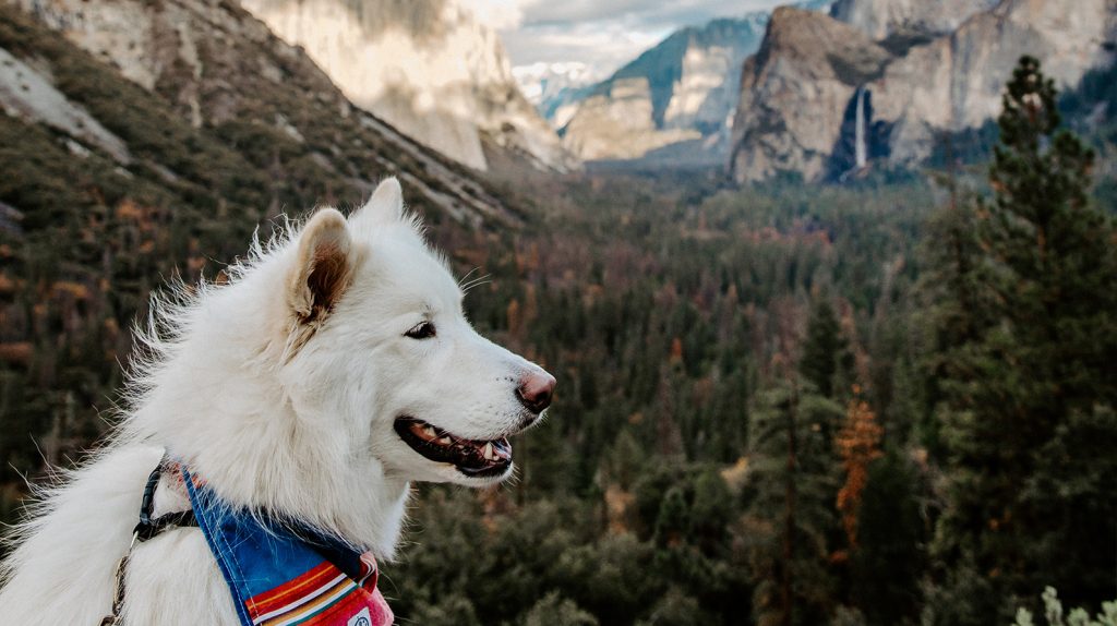 A white dog, mouth open and likely panting, stands on a ledge in Mariposa County. Behind it are towering rocky cliffs and a green valley dotted with pine trees. The sky is partly cloudy. The dog sports a colorful harness.