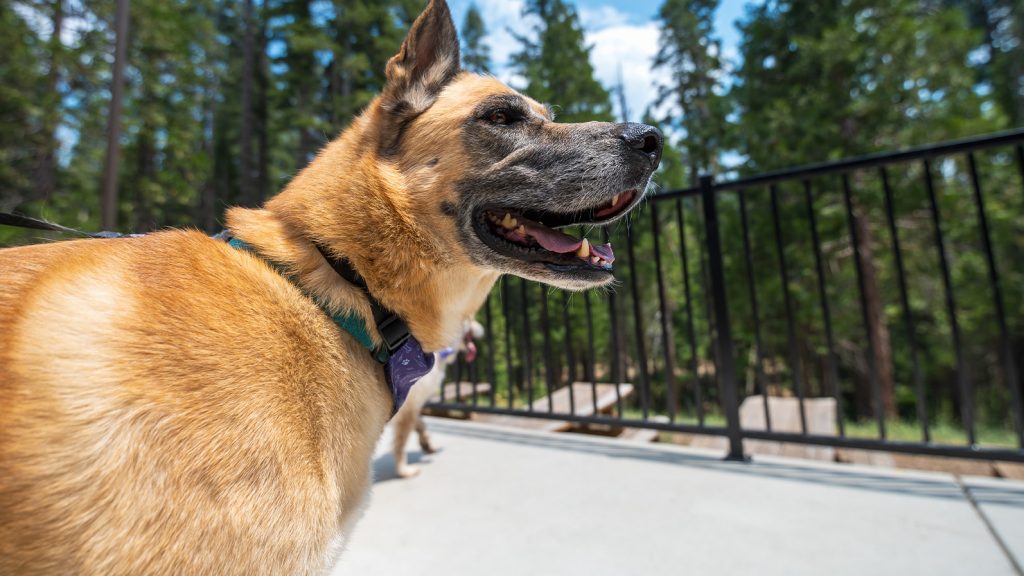 A tan and black dog wearing a collar stands on a concrete pathway in front of a black metal railing. Tall evergreen trees and a bright blue sky with scattered clouds can be seen behind the dog, indicating an outdoor setting, likely in Mariposa County. The dog’s head is turned to the side with its mouth open.