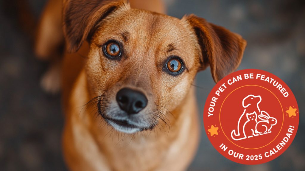 A brown dog with expressive eyes looks up at the camera. In the corner of the image, a red circular badge depicts a dog, cat, and rabbit with the text "Your pet can be featured in our 2025 calendar!" Help Napa Humane capture memorable moments for their upcoming calendar.