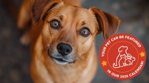 A brown dog with expressive eyes looks up at the camera. In the corner of the image, a red circular badge depicts a dog, cat, and rabbit with the text "Your pet can be featured in our 2025 calendar!" Help Napa Humane capture memorable moments for their upcoming calendar.