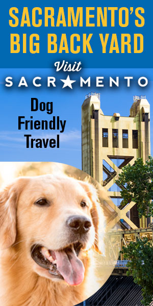 Vertical Banner: Sacramento's dog-friendly travel.Top Text: "Sacramento's Big Back Yard"Below: "Visit Sacramento"An image of a golden retriever sitting in front of the Tower Bridge, showcasing the city's welcoming atmosphere for dogs.