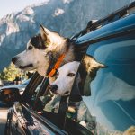 two dogs in a car in Yosemite Mariposa County.