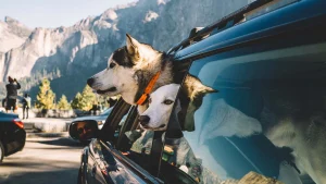 Two Dogs In Yosemite 1