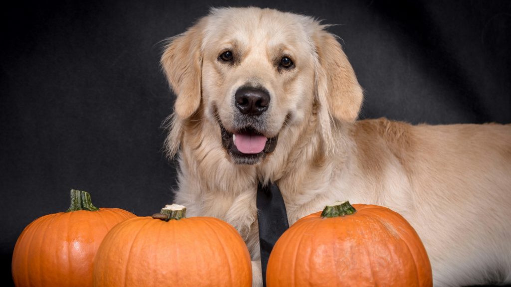 A golden retriever, wearing a black bow tie, sits obediently in front of three pumpkins set against a dark backdrop. The dog's eyes are wide with excitement, its mouth open in an anticipatory grin that suggests it's eagerly awaiting some tasty treats.