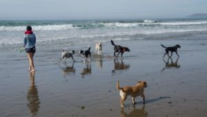 A person walks along North Point Beach, where the rhythmic sound of the ocean sets a calming atmosphere. Accompanied by six lively dogs, they move across the wet sand. Each dog takes its turn diving after a ball, launched expertly into the breeze. The dogs' enthusiastic barks mingle with the surf's gentle whispers as their paws leave quick imprints beside shallow tide pools. As each eager canine retrieves its prize and races back for another go, a contented observer keeps pace, savoring every joyful minute of their beach adventure together.