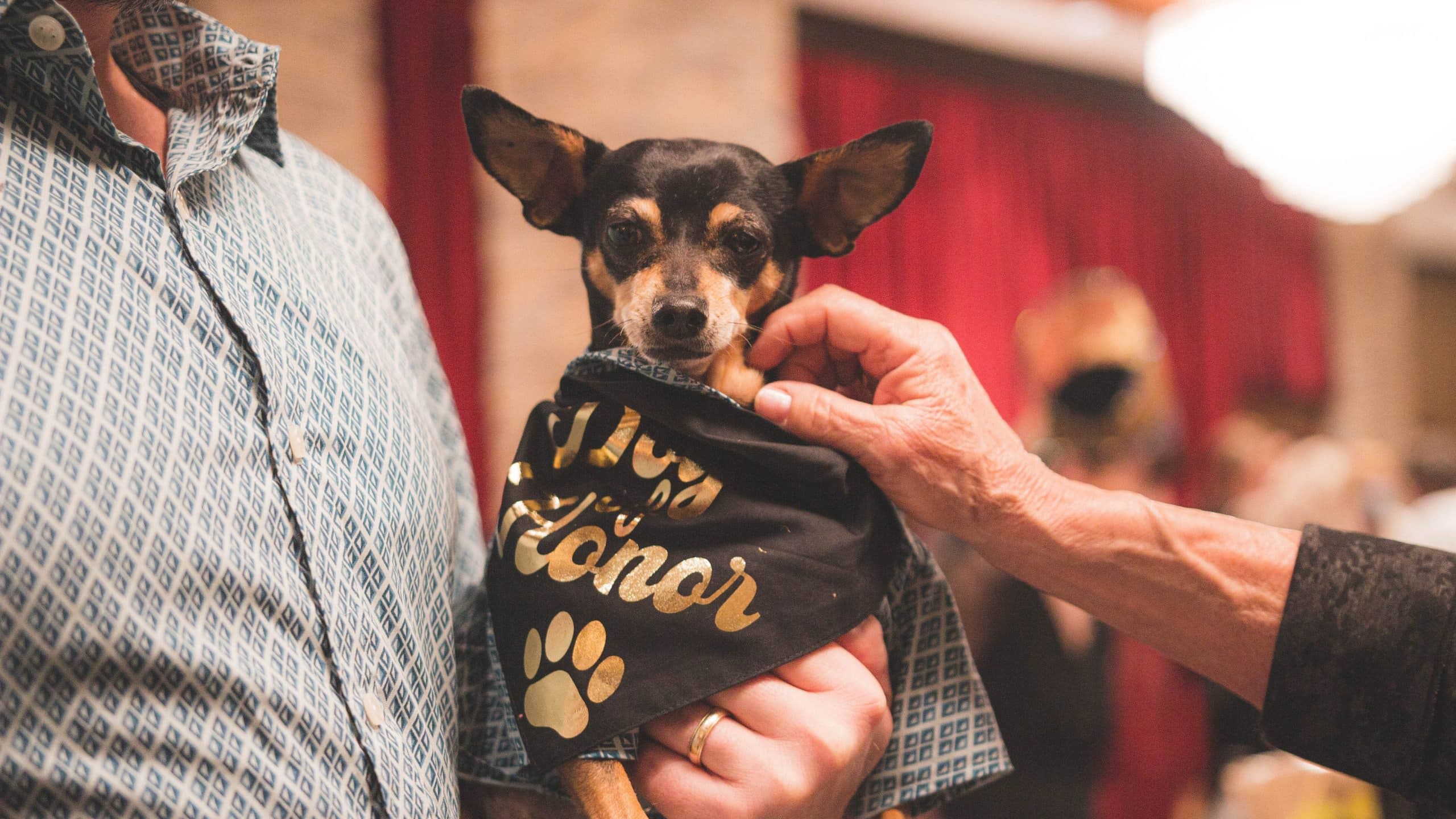 At the Holidays Gala, a small dog with oversized ears is cradled in someone's arms. The dog sports a bandana adorned with gold lettering and a pattern of paw prints, adding to its charming appearance. A nearby hand reaches out softly to offer reassurance. The backdrop of rich red curtains sets the scene for a festive atmosphere, perfect for an evening spent mingling and enjoying time with your canine companion.