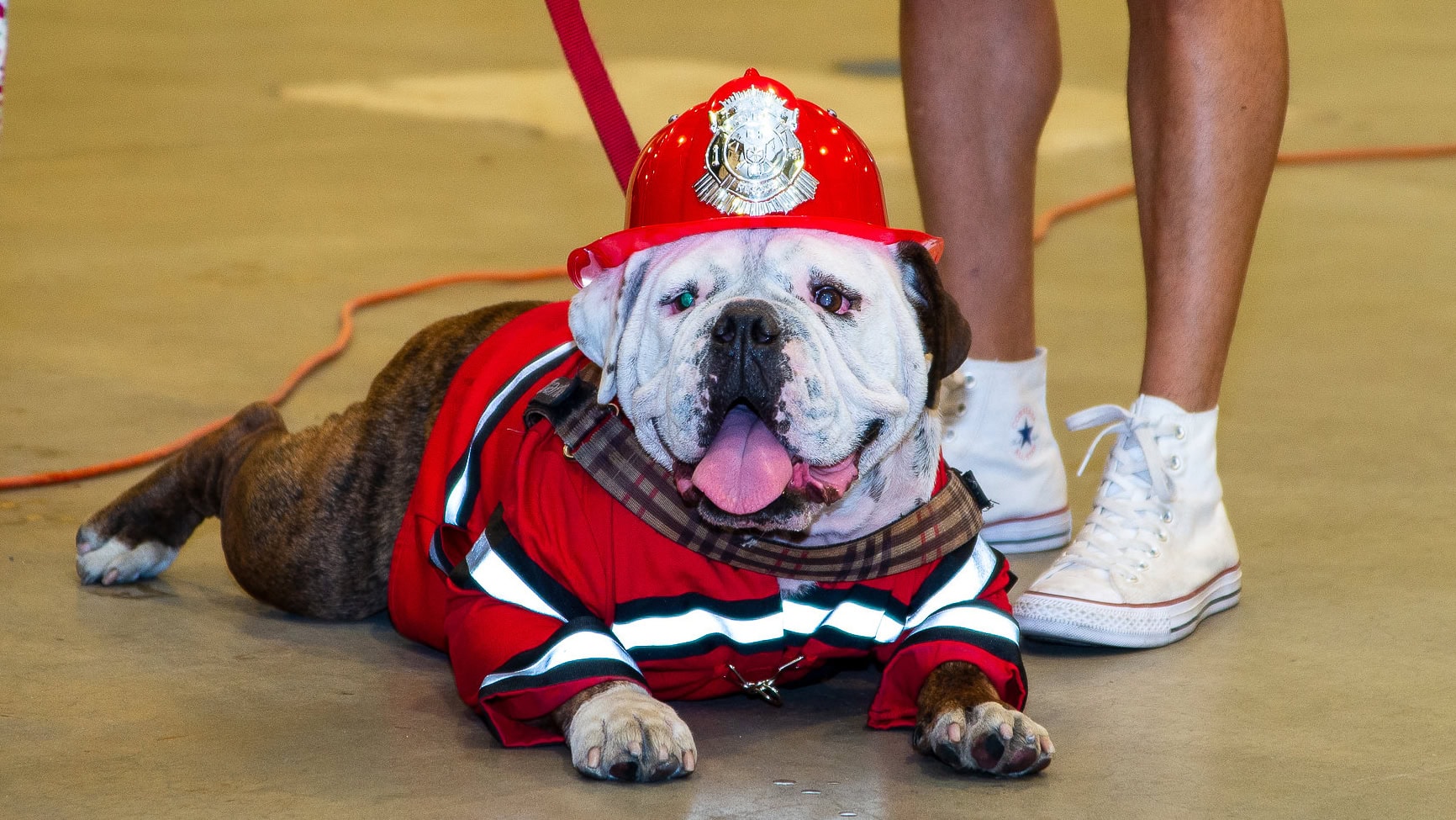 In a lively indoor setting filled with excitement, a bulldog takes center stage in the Dog Costume Contest. The dog is outfitted in an adorable firefighter’s uniform, complete with a tiny helmet. It sits patiently on the floor, its leash held by someone wearing white sneakers. The backdrop buzzes with the spirit of Howl-O-Ween, as the room fills with laughter and wagging tails.